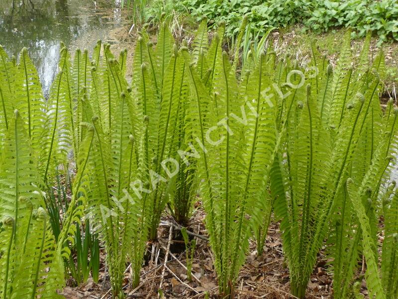 Pérovník pštrosí - Matteuccia struthiopteris