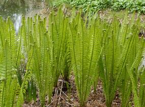 Pérovník pštrosí - Matteuccia struthiopteris
