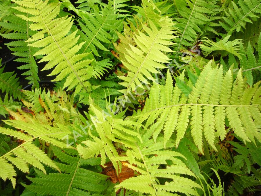 Pérovník pštrosí - Matteuccia struthiopteris