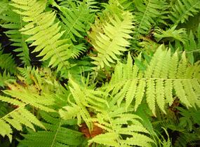 Pérovník pštrosí - Matteuccia struthiopteris