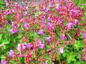 Kakost oddenkatý 'Olympos' - Geranium macrorrhizum 'Olympos'