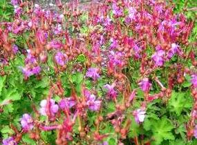 Kakost oddenkatý 'Olympos' - Geranium macrorrhizum 'Olympos'