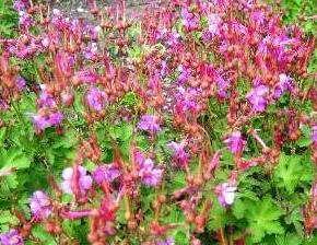 Kakost oddenkatý 'Olympos' - Geranium macrorrhizum 'Olympos'