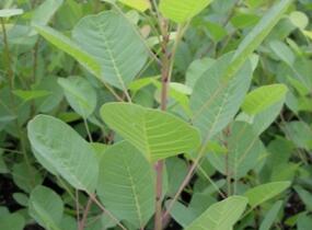 Ruj vlasatá - Cotinus coggygria