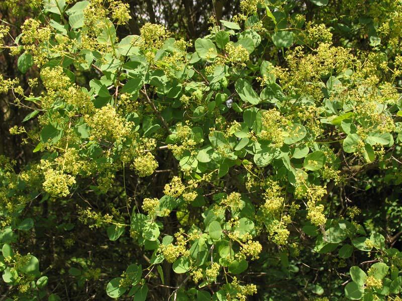 Ruj vlasatá - Cotinus coggygria