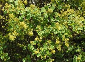 Ruj vlasatá - Cotinus coggygria