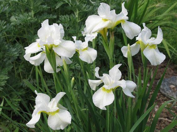 Kosatec sibiřský 'Snow Queen' - Iris sibirica 'Snow Queen'