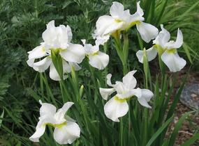 Kosatec sibiřský 'Snow Queen' - Iris sibirica 'Snow Queen'