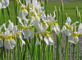 Kosatec sibiřský 'Snow Queen' - Iris sibirica 'Snow Queen'