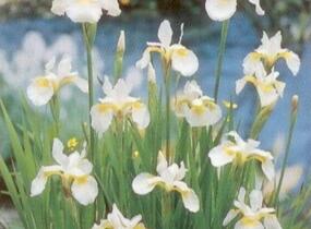 Kosatec sibiřský 'Snow Queen' - Iris sibirica 'Snow Queen'
