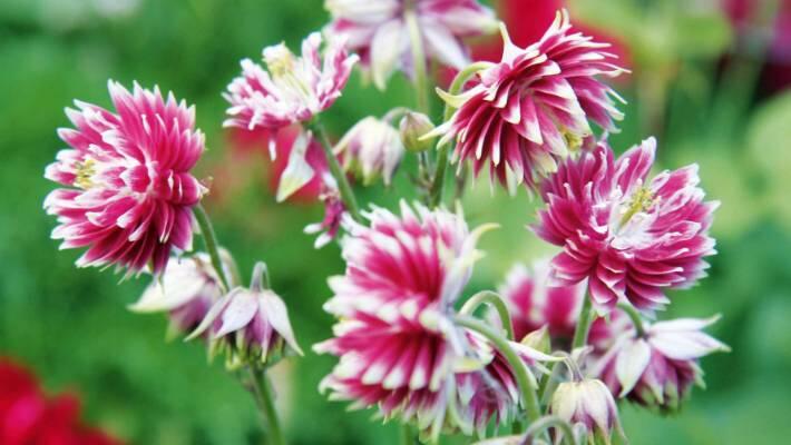 Orlíček obecný 'Barlow Nora' - Aquilegia vulgaris v.stellata 'Barlow Nora'