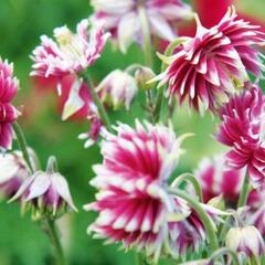 Orlíček obecný 'Barlow Nora' - Aquilegia vulgaris v.stellata 'Barlow Nora'