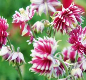 Orlíček obecný 'Barlow Nora' - Aquilegia vulgaris v.stellata 'Barlow Nora'