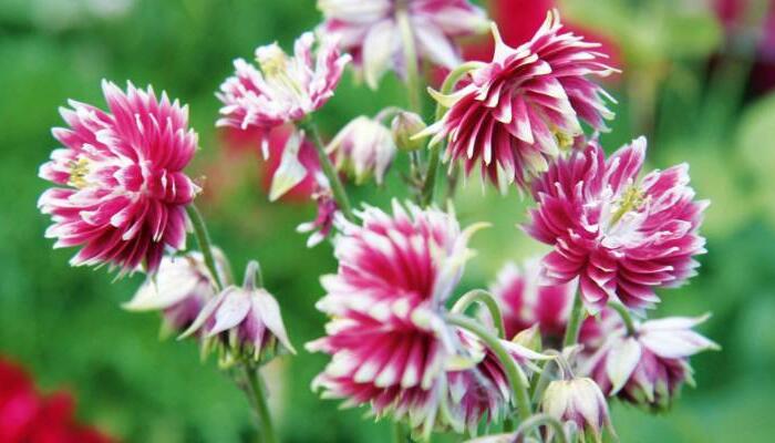 Orlíček obecný 'Nora Barlow' - Aquilegia vulgaris 'Nora Barlow'