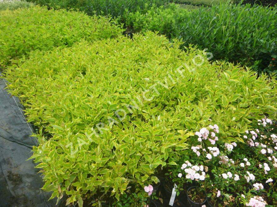 Svída bílá 'Gouchaultii' - Cornus alba 'Gouchaultii'