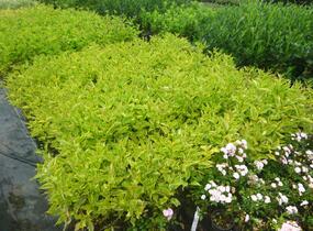Svída bílá 'Gouchaultii' - Cornus alba 'Gouchaultii'