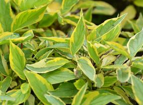 Svída bílá 'Gouchaultii' - Cornus alba 'Gouchaultii'