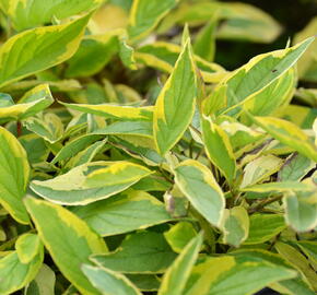 Svída bílá 'Gouchaultii' - Cornus alba 'Gouchaultii'