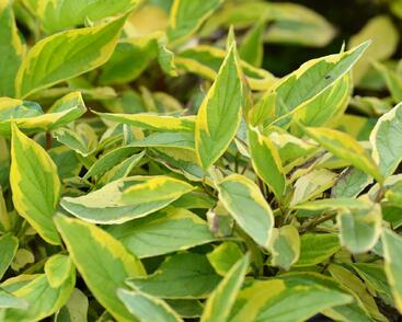 Svída bílá 'Gouchaultii'