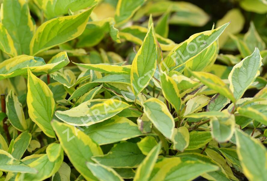 Svída bílá 'Gouchaultii' - Cornus alba 'Gouchaultii'