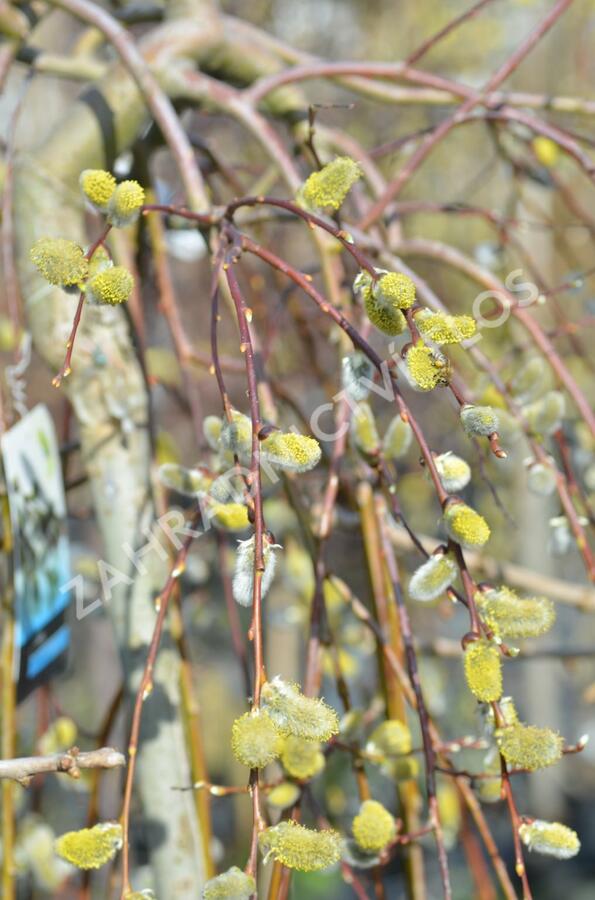 Vrba jíva 'Kilmarnock' - Salix caprea 'Kilmarnock'