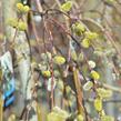 Vrba jíva 'Kilmarnock' - Salix caprea 'Kilmarnock'