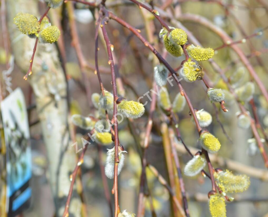 Vrba jíva 'Kilmarnock' - Salix caprea 'Kilmarnock'