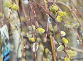 Vrba jíva 'Kilmarnock' - Salix caprea 'Kilmarnock'
