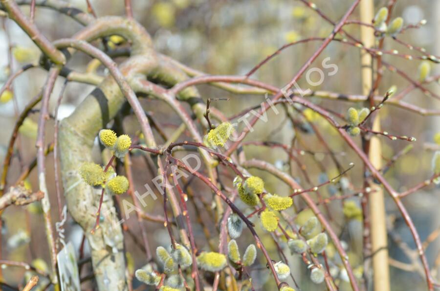 Vrba jíva 'Kilmarnock' - Salix caprea 'Kilmarnock'