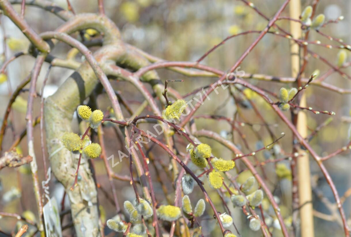 Vrba jíva 'Kilmarnock' - Salix caprea 'Kilmarnock'