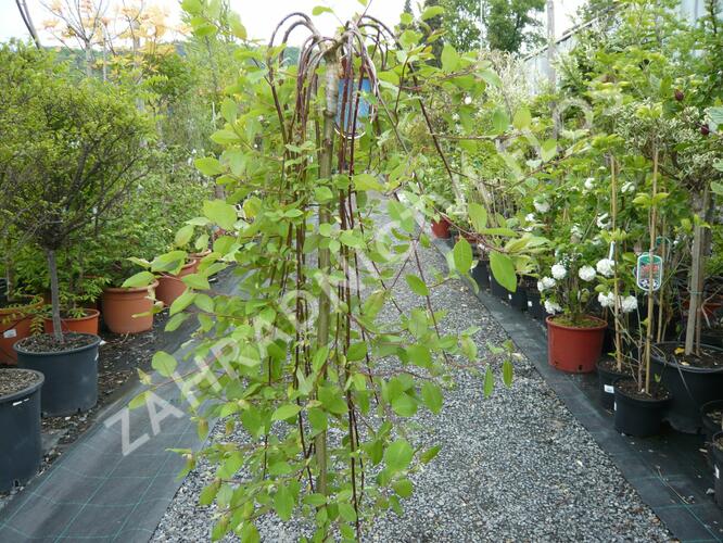 Vrba jíva 'Kilmarnock' - Salix caprea 'Kilmarnock'