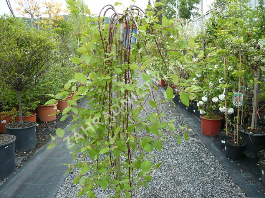 Vrba jíva 'Kilmarnock' - Salix caprea 'Kilmarnock'