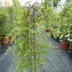 Vrba jíva 'Kilmarnock' - Salix caprea 'Kilmarnock'