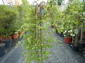 Vrba jíva 'Kilmarnock' - Salix caprea 'Kilmarnock'