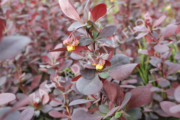 Dřišťál Ottawský 'Superba' - Berberis ottawensis 'Superba'