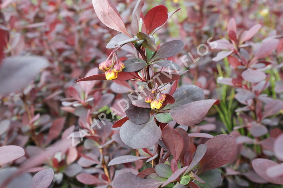 Dřišťál Ottawský 'Superba' - Berberis ottawensis 'Superba'