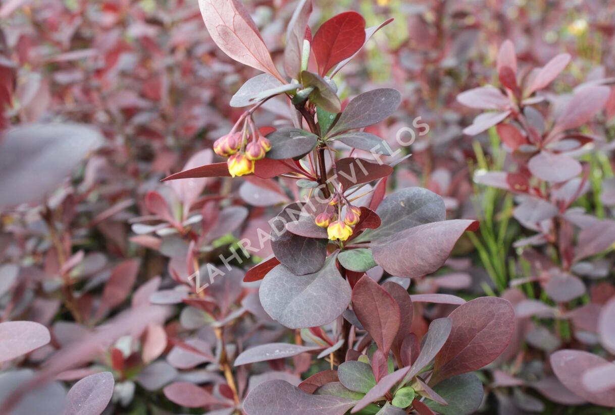 Dřišťál Ottawský 'Superba' - Berberis ottawensis 'Superba'