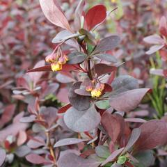 Dřišťál Ottawský 'Superba' - Berberis ottawensis 'Superba'