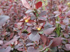 Dřišťál Ottawský 'Superba' - Berberis ottawensis 'Superba'