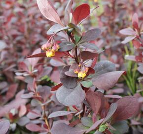 Dřišťál Ottawský 'Superba' - Berberis ottawensis 'Superba'