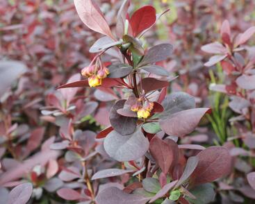 Dřišťál Ottawský 'Superba'