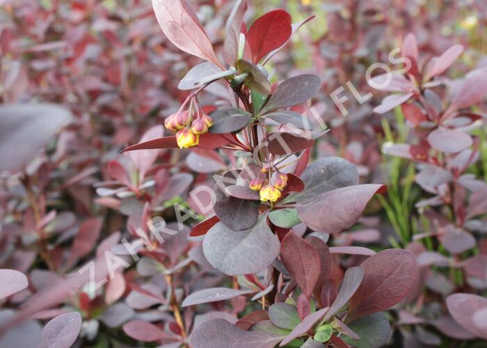 Dřišťál Ottawský 'Superba' - Berberis ottawensis 'Superba'