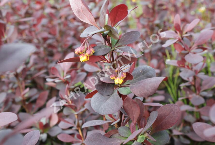 Dřišťál Ottawský 'Superba' - Berberis ottawensis 'Superba'