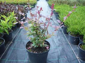 Dřišťál Ottawský 'Superba' - Berberis ottawensis 'Superba'