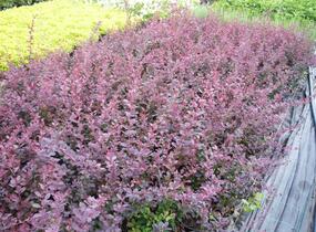 Dřišťál Ottawský 'Superba' - Berberis ottawensis 'Superba'