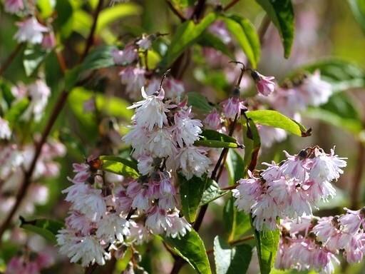 Trojpuk drsný 'Rosea Plena' - Deutzia scabra 'Rosea Plena'