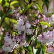 Trojpuk drsný 'Rosea Plena' - Deutzia scabra 'Rosea Plena'