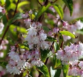 Trojpuk drsný 'Rosea Plena' - Deutzia scabra 'Rosea Plena'