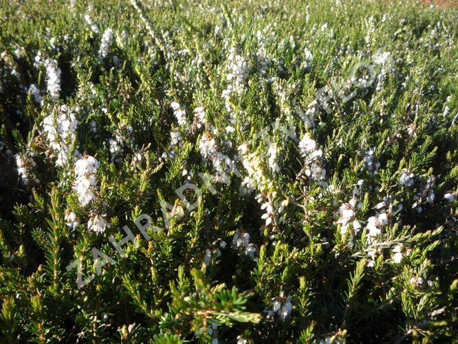 Vřesovec darlejský 'Silbersmelze' - Erica darleyensis 'Silbersmelze'