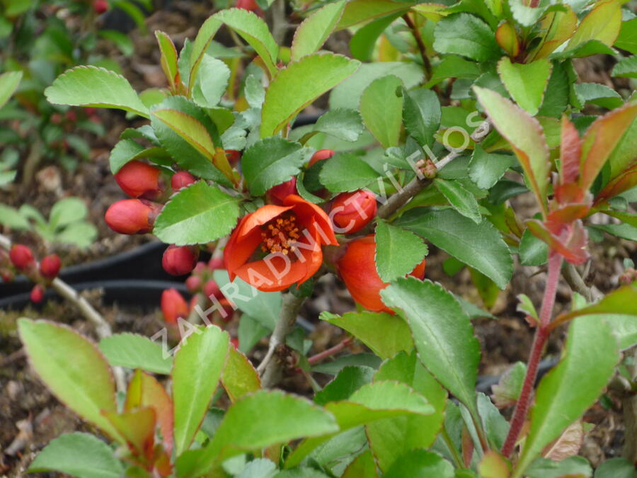 Kdoulovec japonský 'Sargentii' - Chaenomeles japonica 'Sargentii'